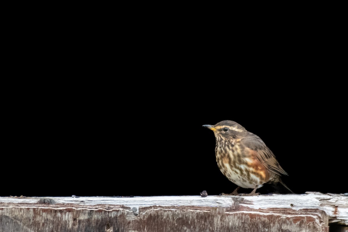 Redwing (Icelandic) - Filip Reiter