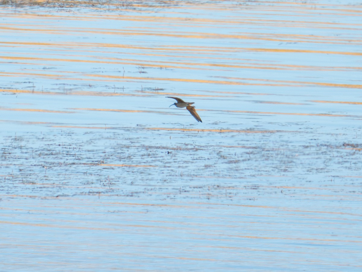 Long-billed Curlew - ML608561844