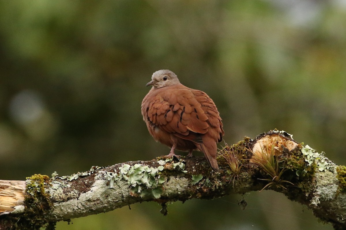 Ruddy Ground Dove - ML608561847