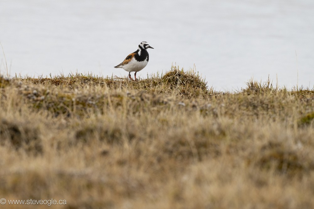 Ruddy Turnstone - ML608561924