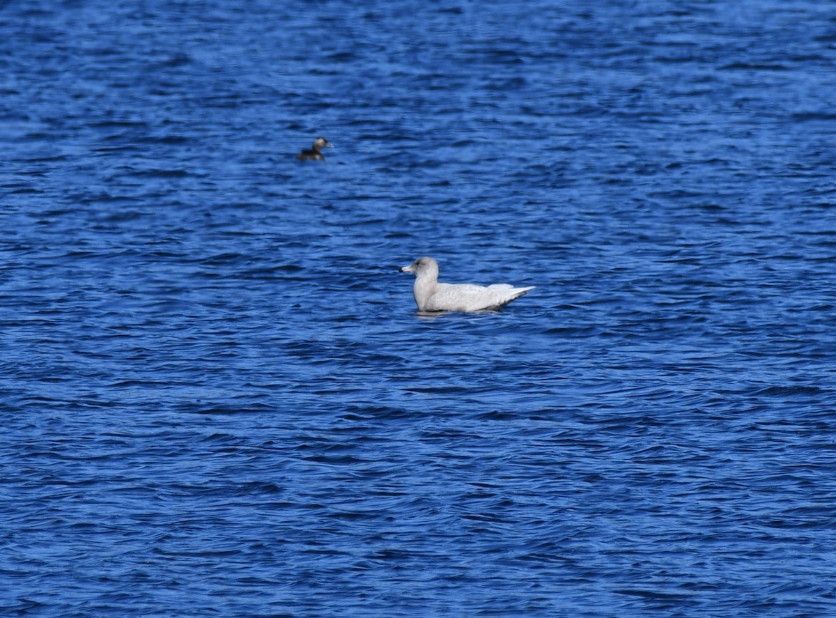 Glaucous Gull - ML608562025