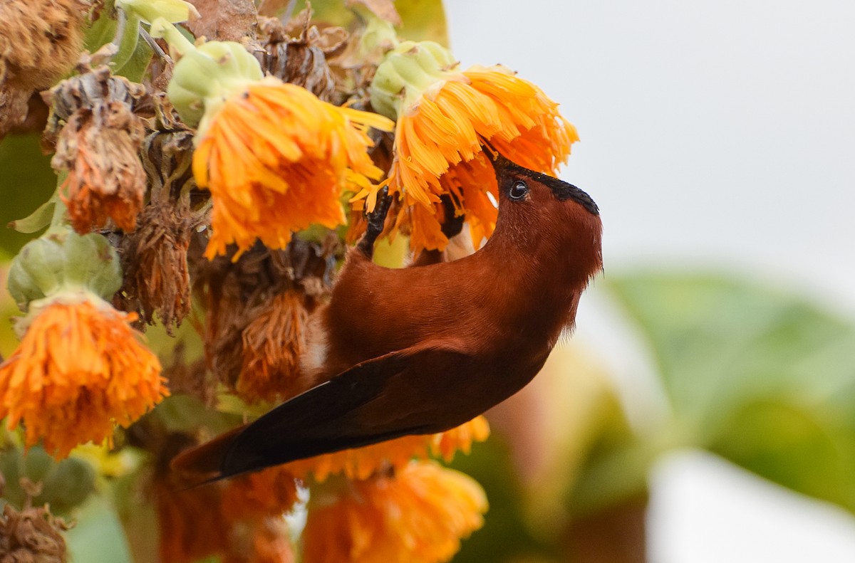 Juan Fernandez Firecrown - Oikonos Ecosystem Knowledge