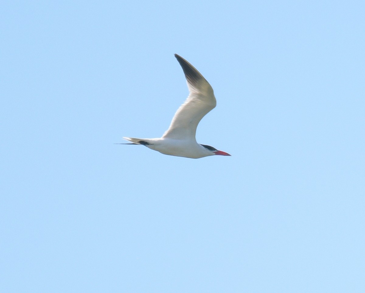 Caspian Tern - ML608562066