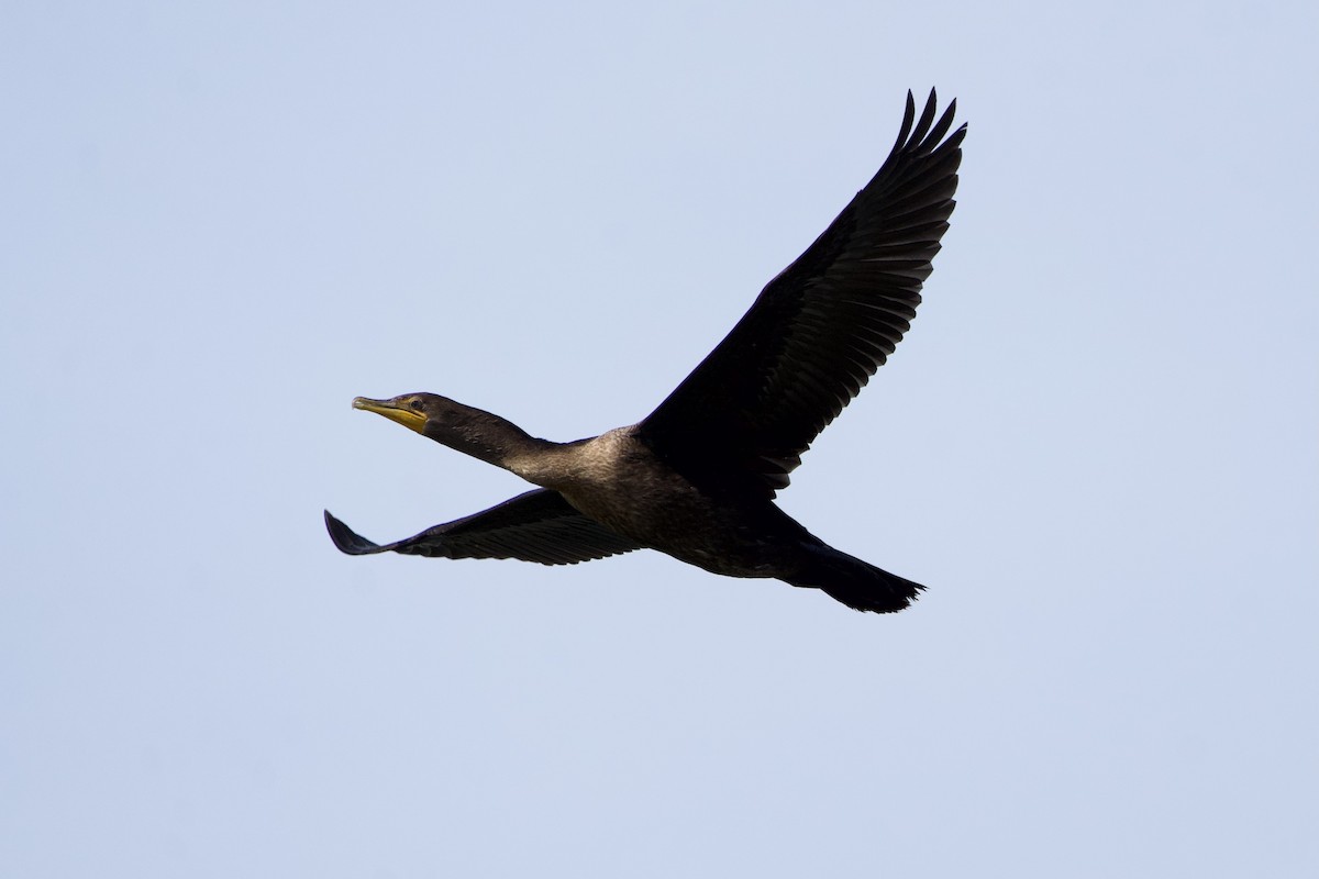 Double-crested Cormorant - ML608562205