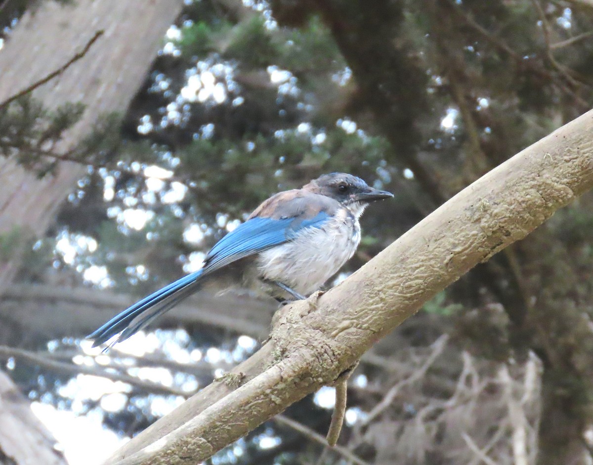 California Scrub-Jay - ML608562245