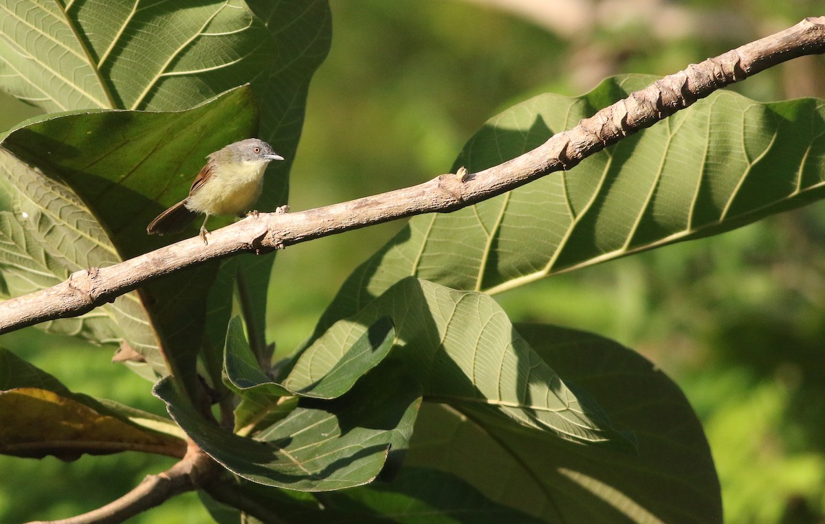 Kangean Tit-Babbler - ML608562354