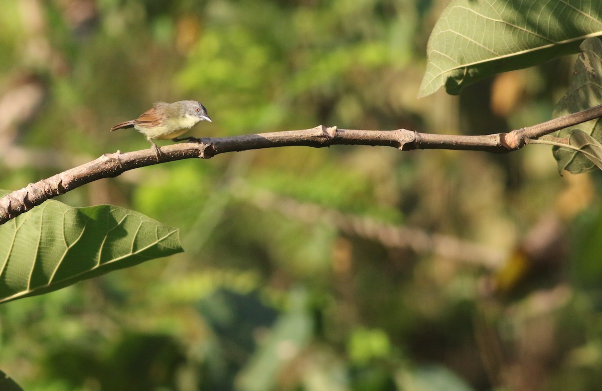 Kangean Tit-Babbler - ML608562360