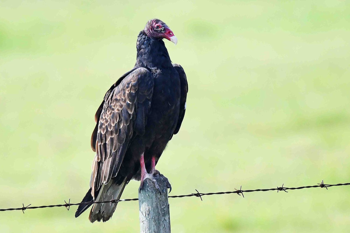 Turkey Vulture - ML608562372