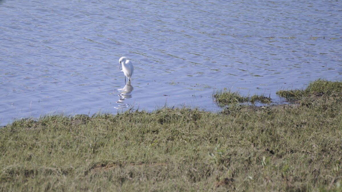 Snowy Egret - Roger Wieck