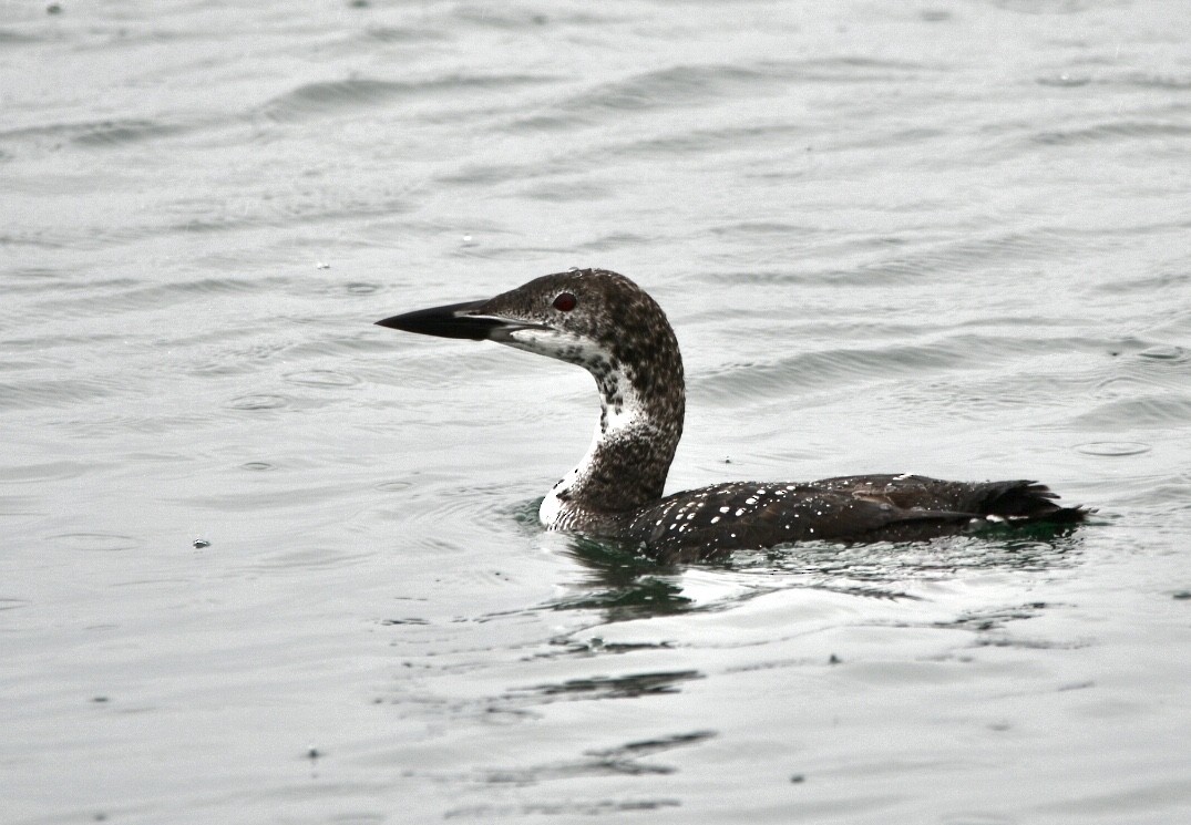 Common Loon - ML608562398