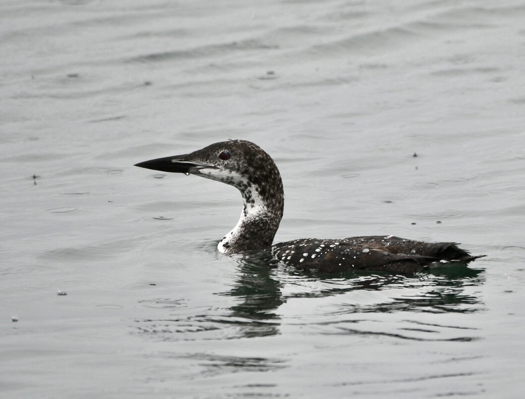 Common Loon - ML608562399