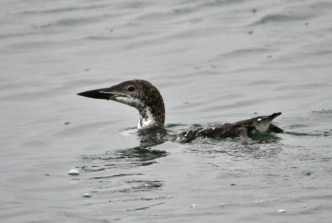 Common Loon - Ben Baldwin