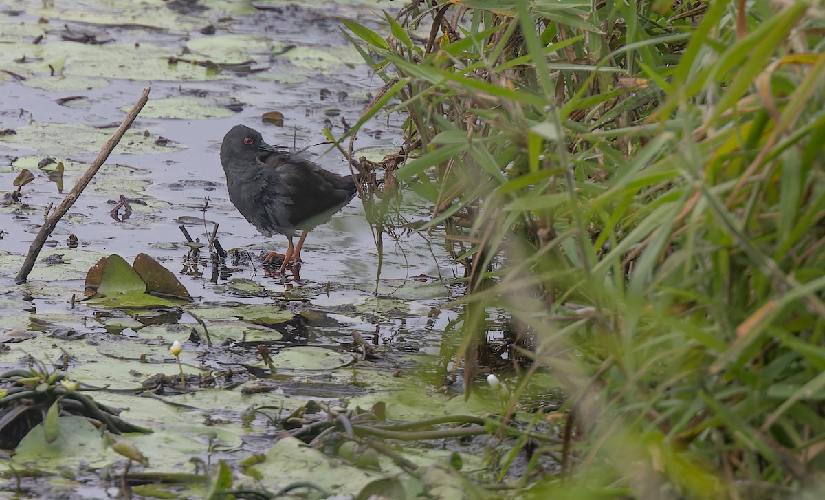 Spotless Crake - ML608562416