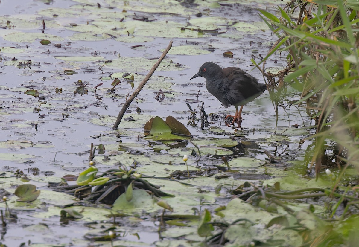 Spotless Crake - ML608562427