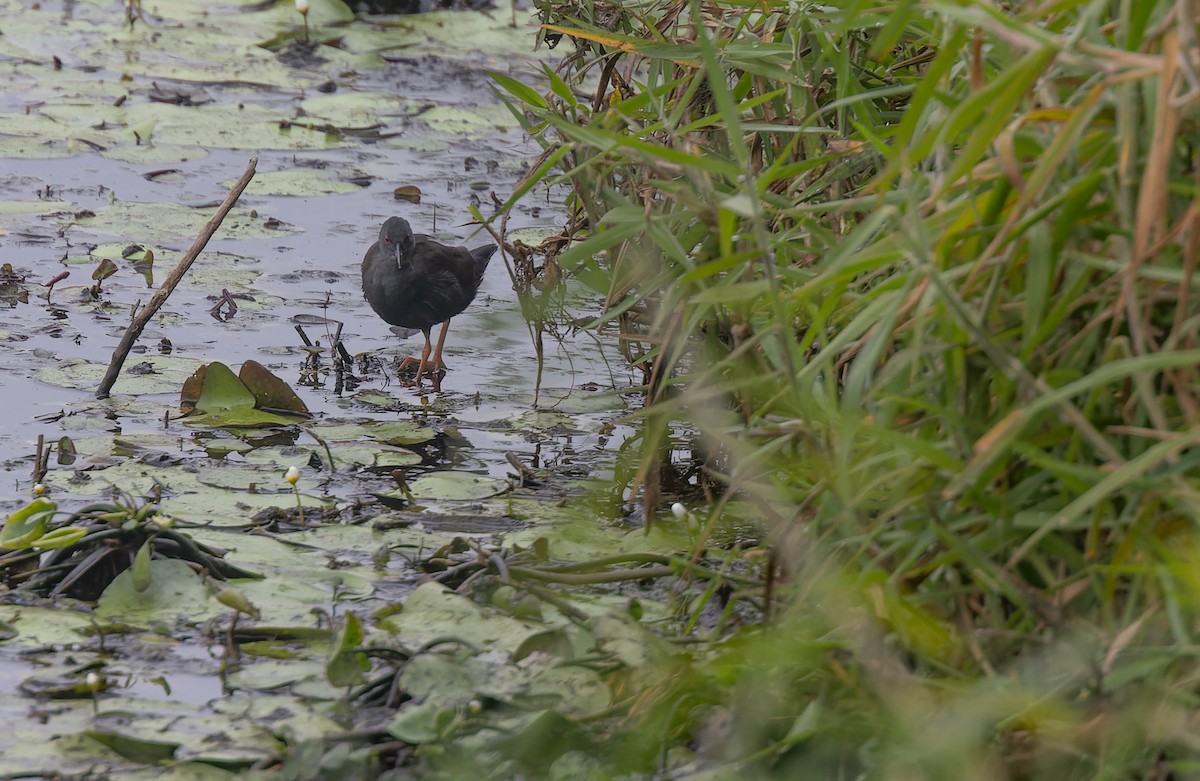 Spotless Crake - ML608562440