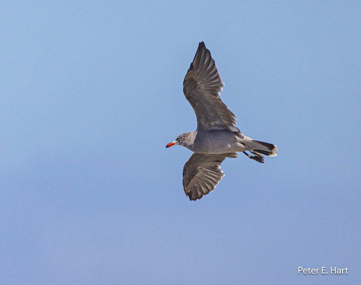 Heermann's Gull - ML608562509