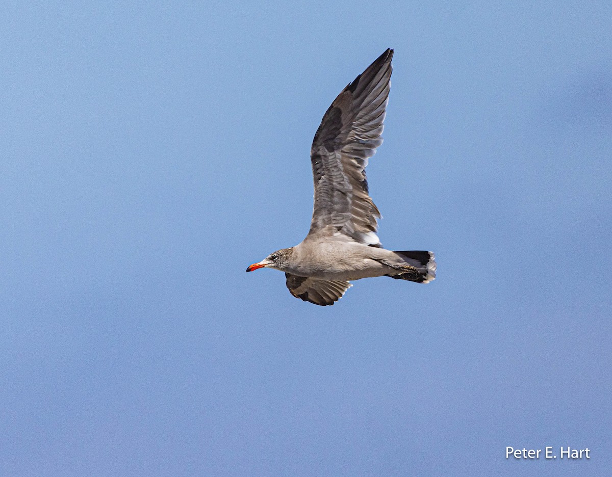 Heermann's Gull - Peter Hart