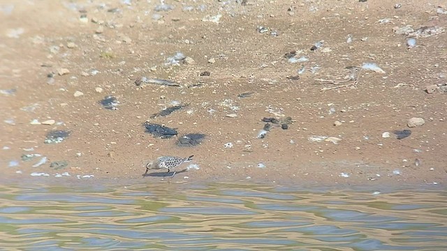 Baird's Sandpiper - ML608562579