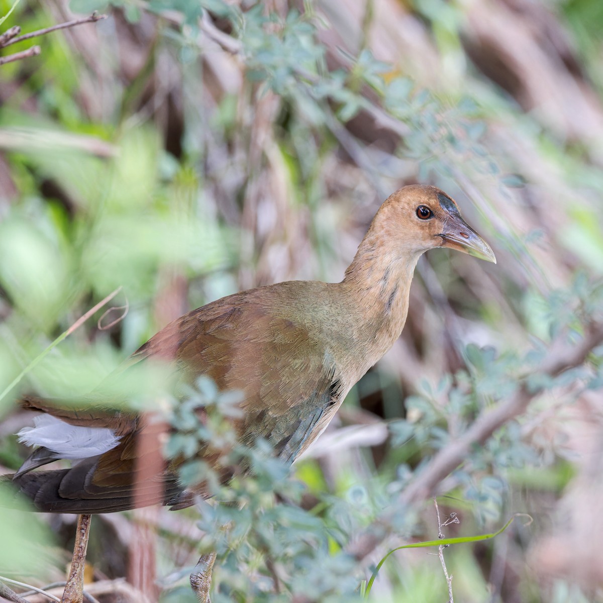 Purple Gallinule - David F Smith