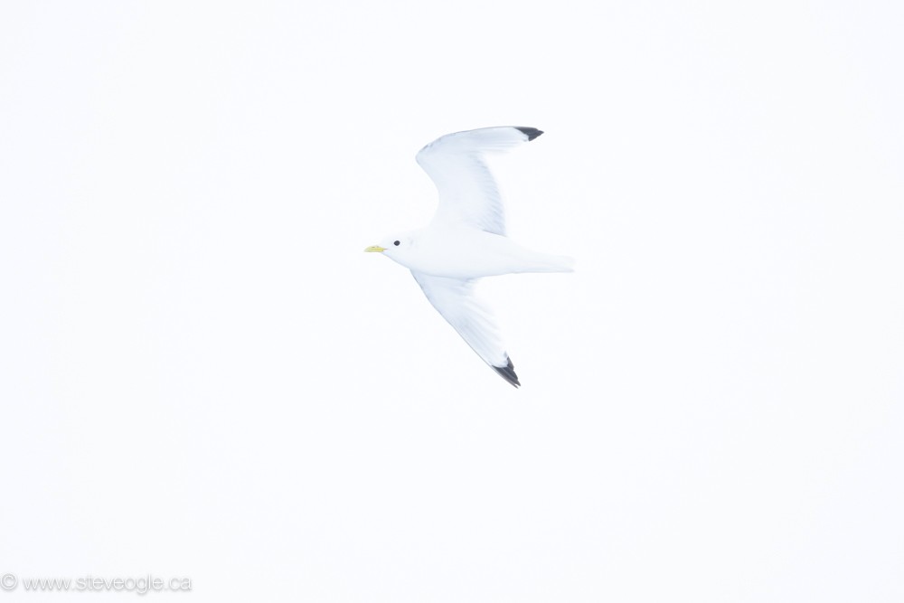 Black-legged Kittiwake - ML608562755