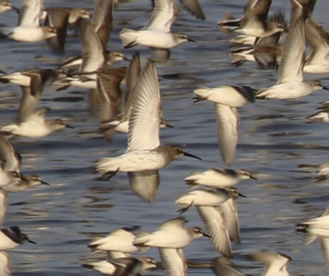 Dunlin - ML608562847