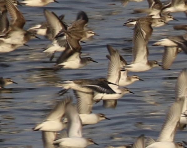 Dunlin - ML608562870