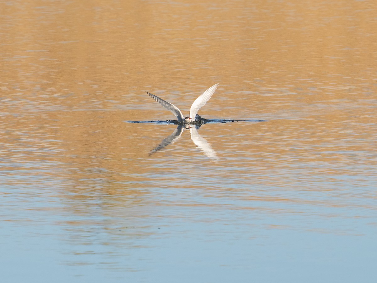 Common Tern - ML608562945