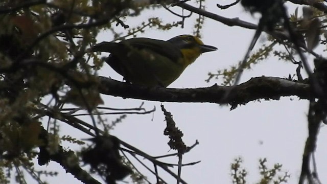 Slaty-capped Shrike-Vireo - ML608563063