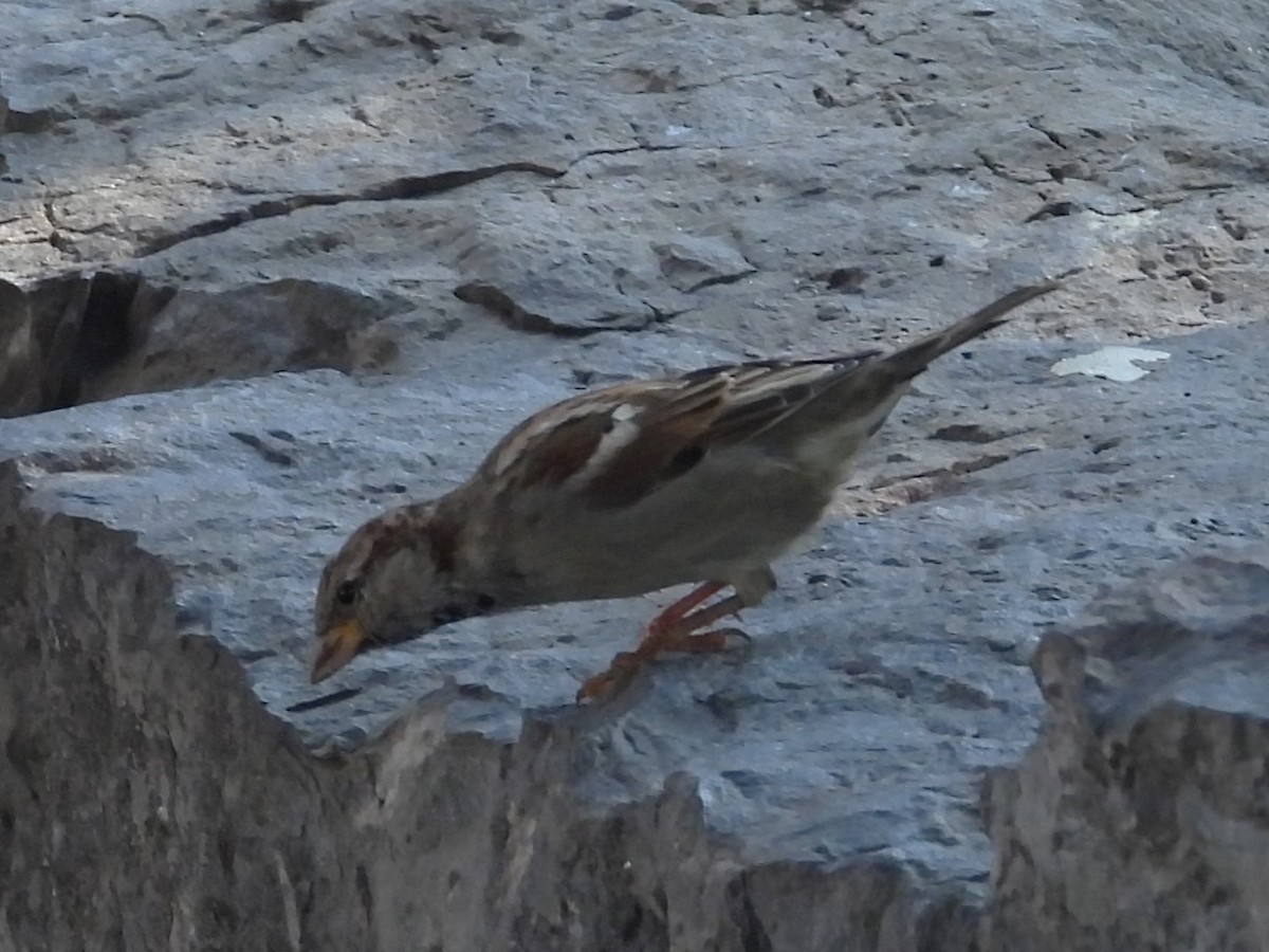 House Sparrow - ML608563088