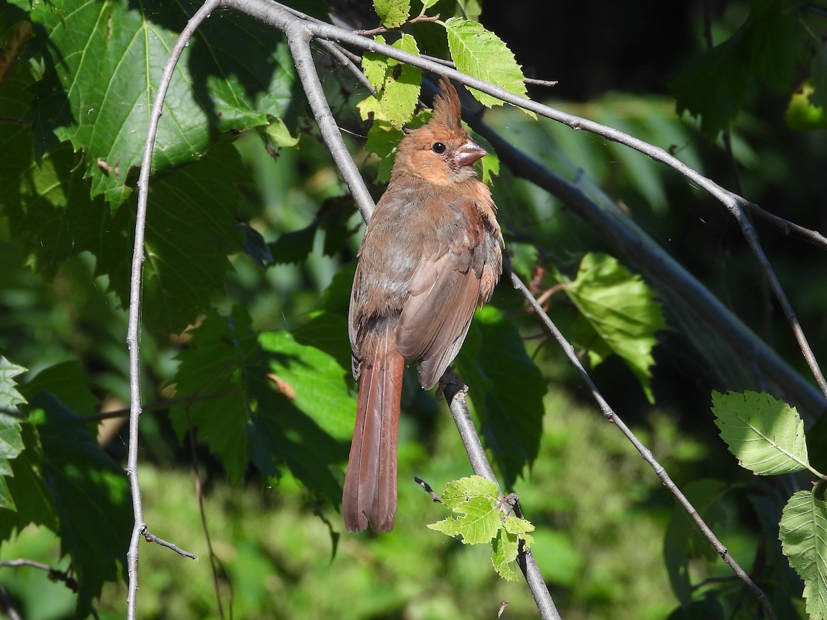 Northern Cardinal - Brenda Aburto