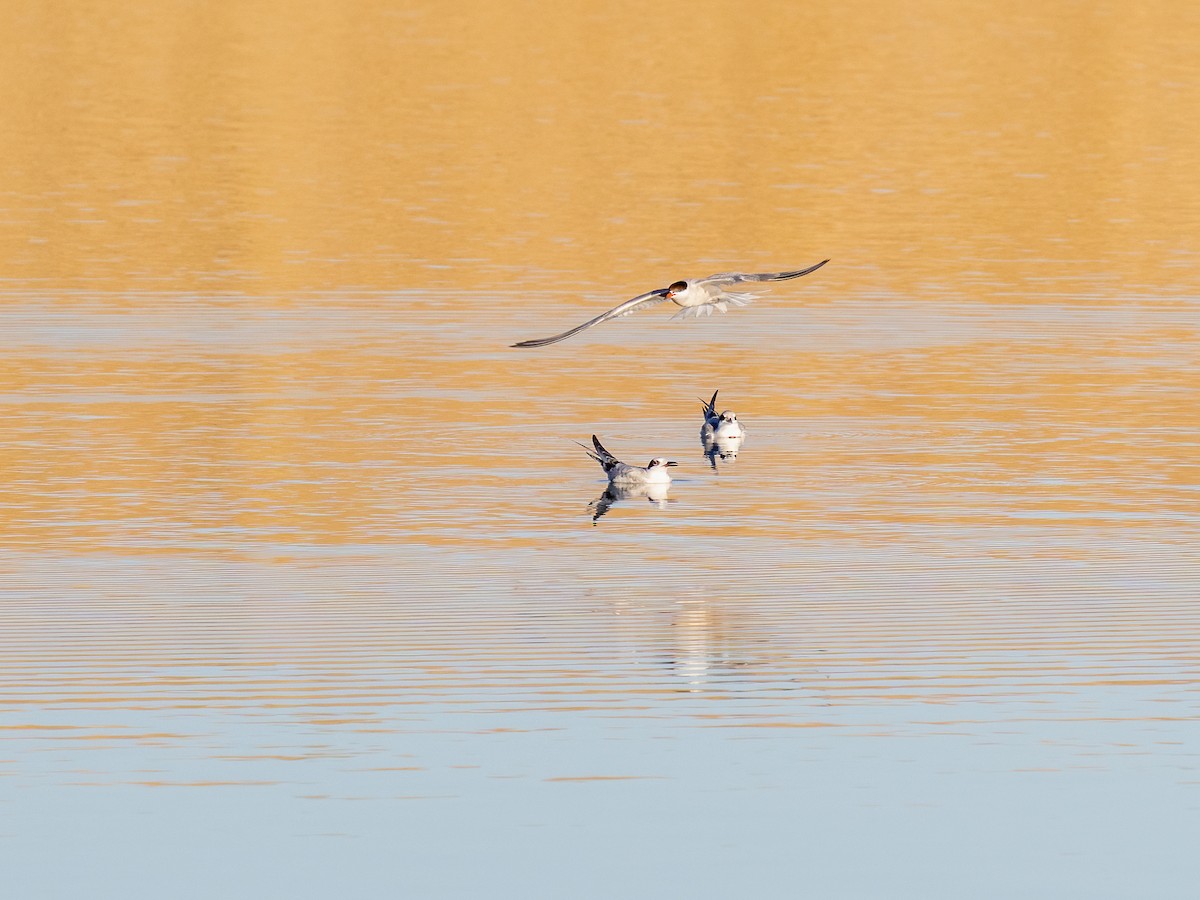 Forster's Tern - ML608563134