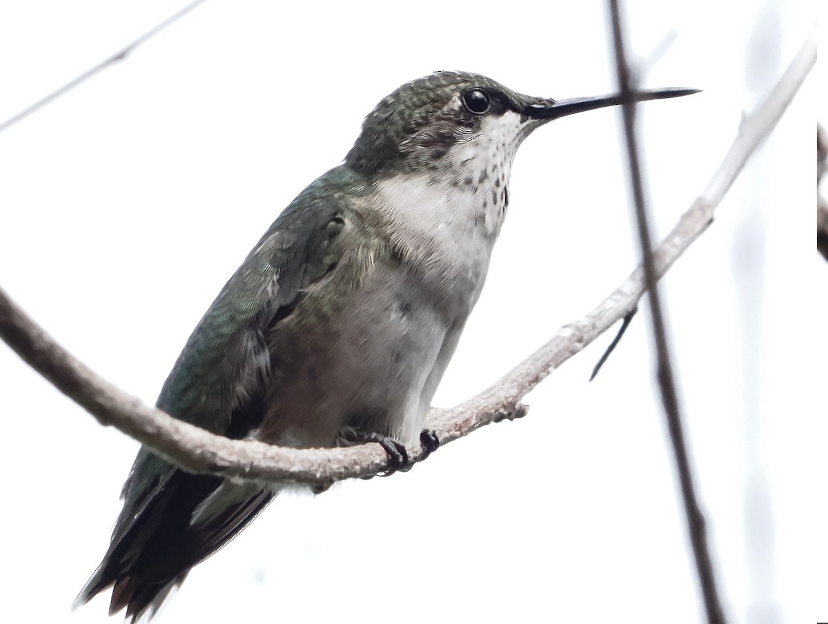 Colibrí Gorjirrubí - ML608563376