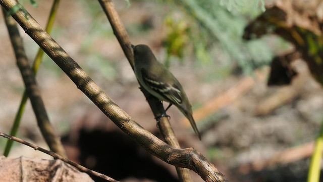 Alder Flycatcher - ML608563392