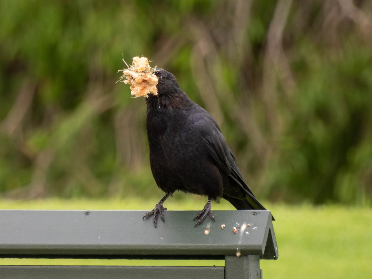 American Crow - ML608563395