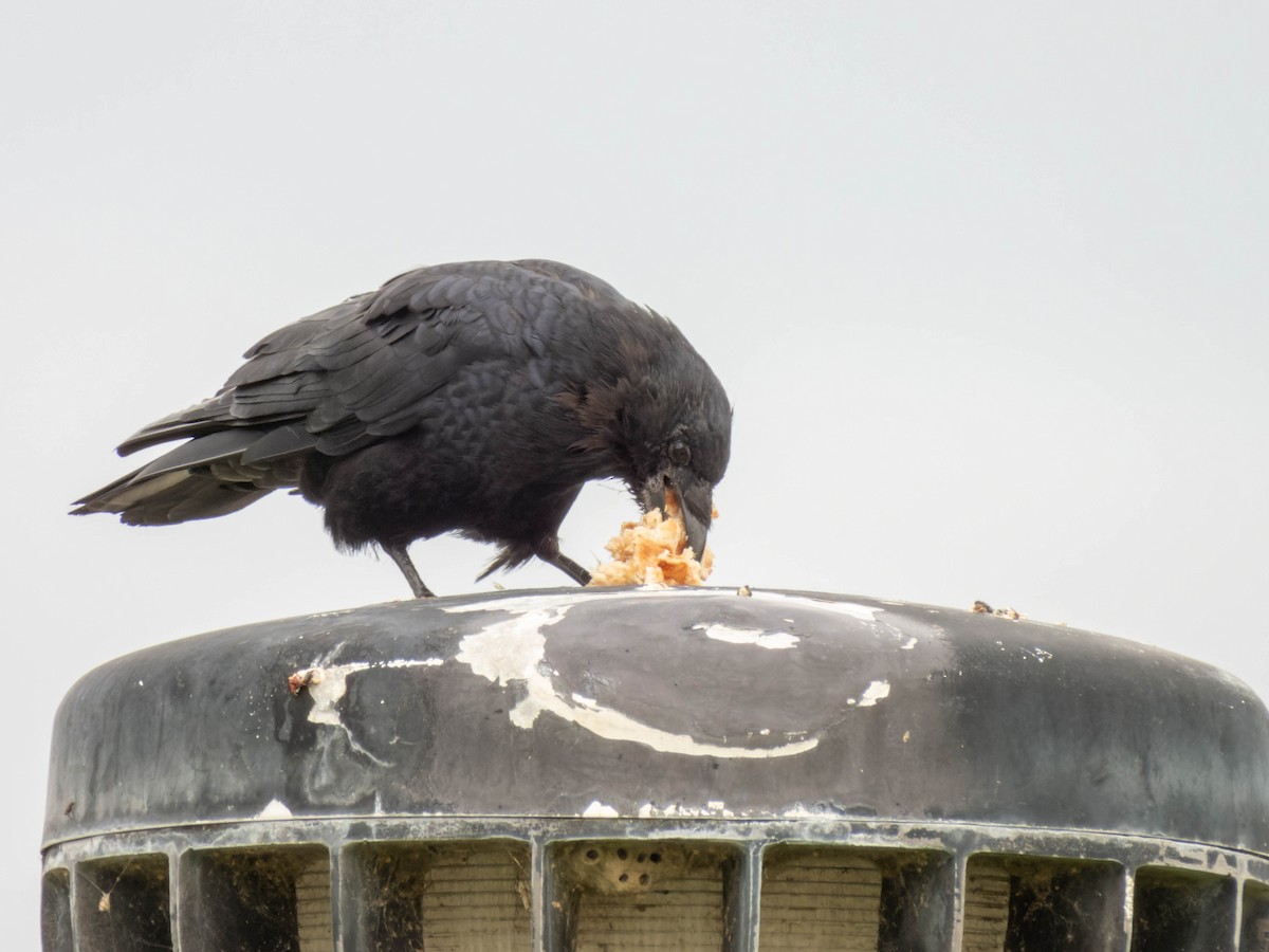 American Crow - ML608563396