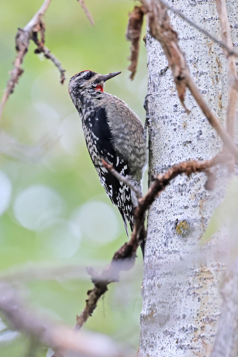 Red-naped Sapsucker - ML608563471