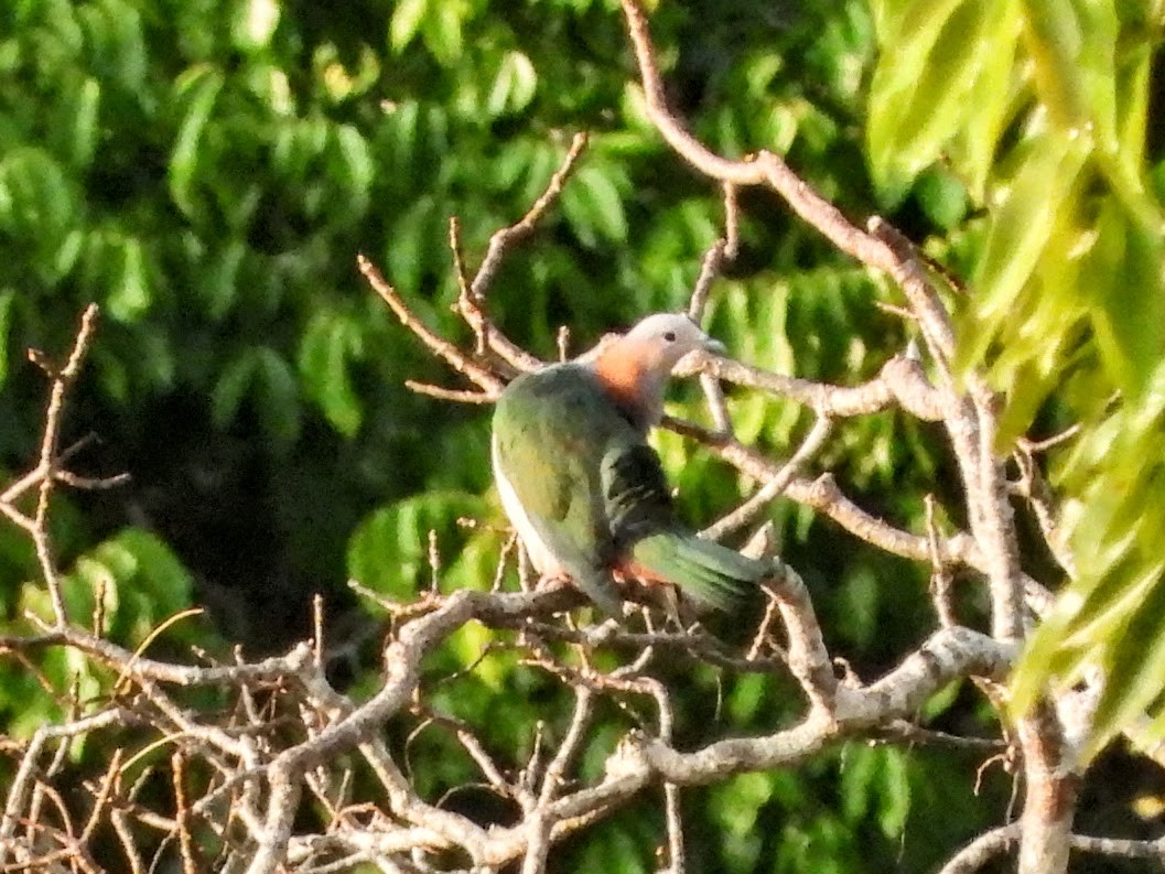 Green Imperial-Pigeon (Rufous-naped) - Warren Regelmann