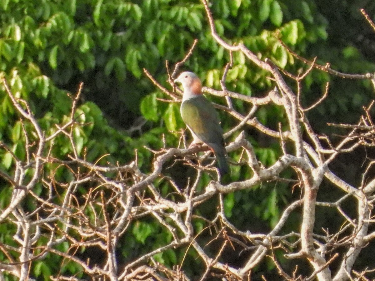 Green Imperial-Pigeon (Rufous-naped) - ML608563511