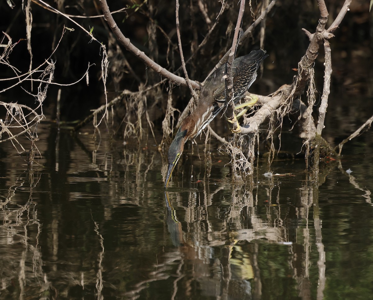 Green Heron - Phil Mozel