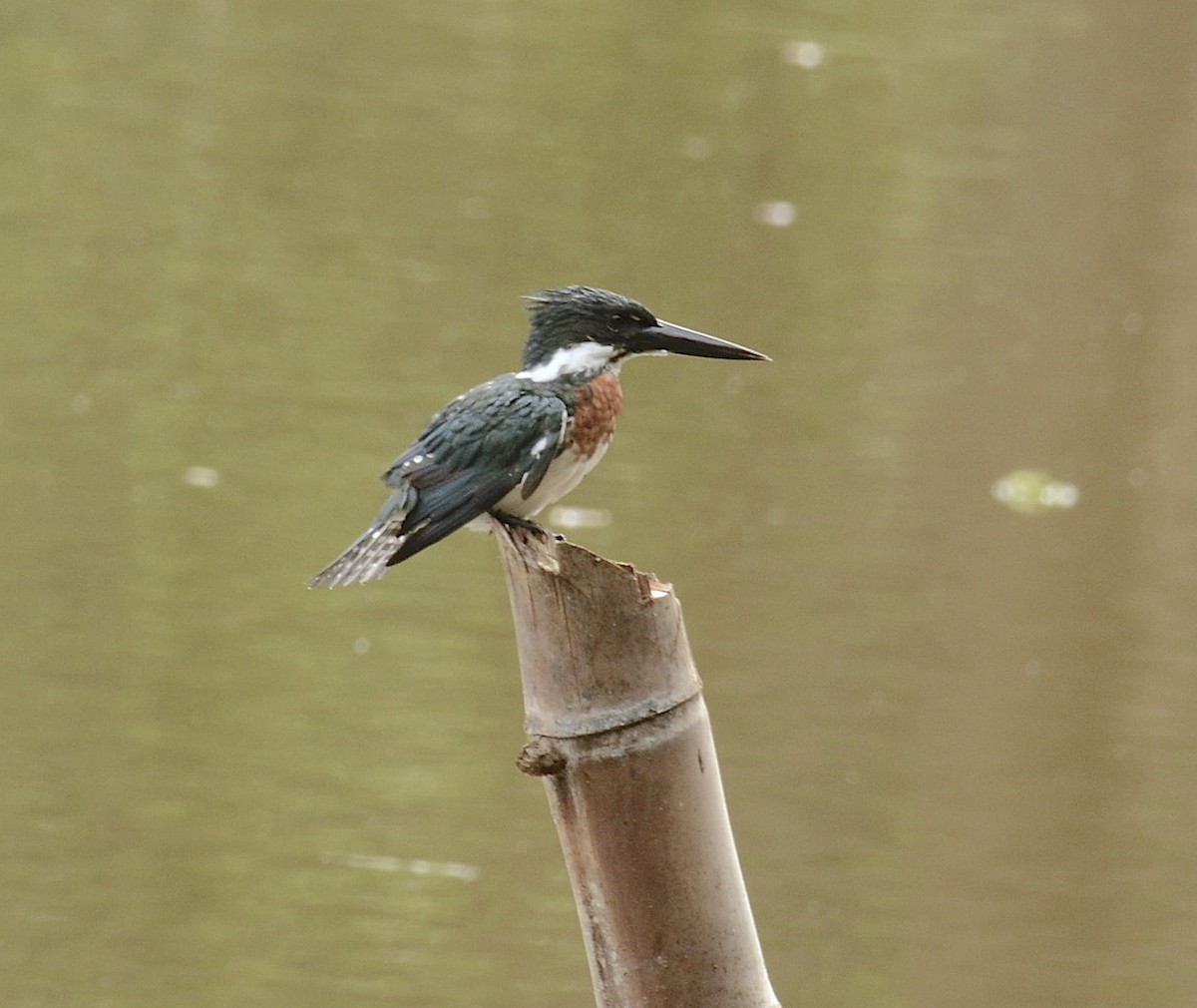 Martin-pêcheur d'Amazonie - ML608563629