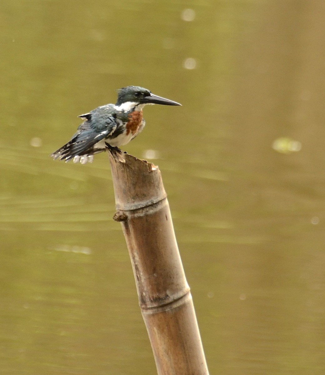 Martin-pêcheur d'Amazonie - ML608563630