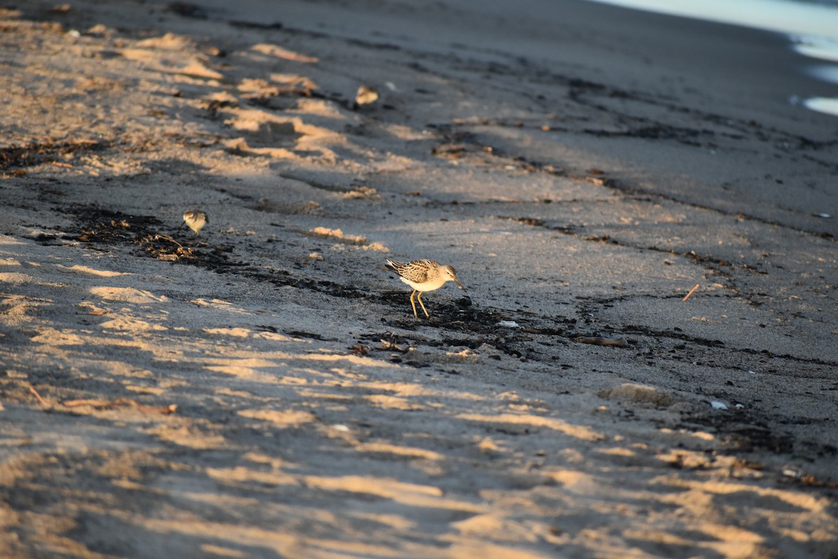 Stilt Sandpiper - Jean Gaudreault