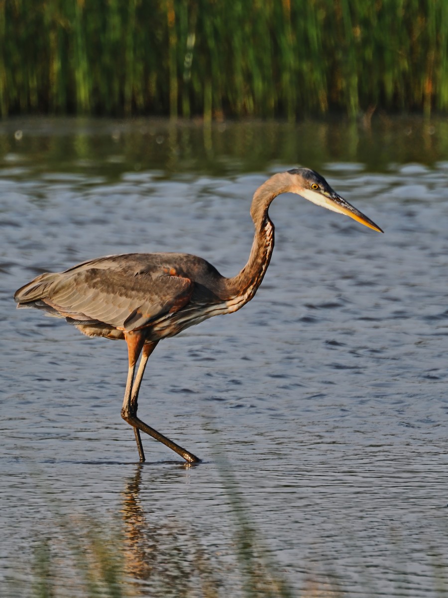 Great Blue Heron - Maxime Brassard