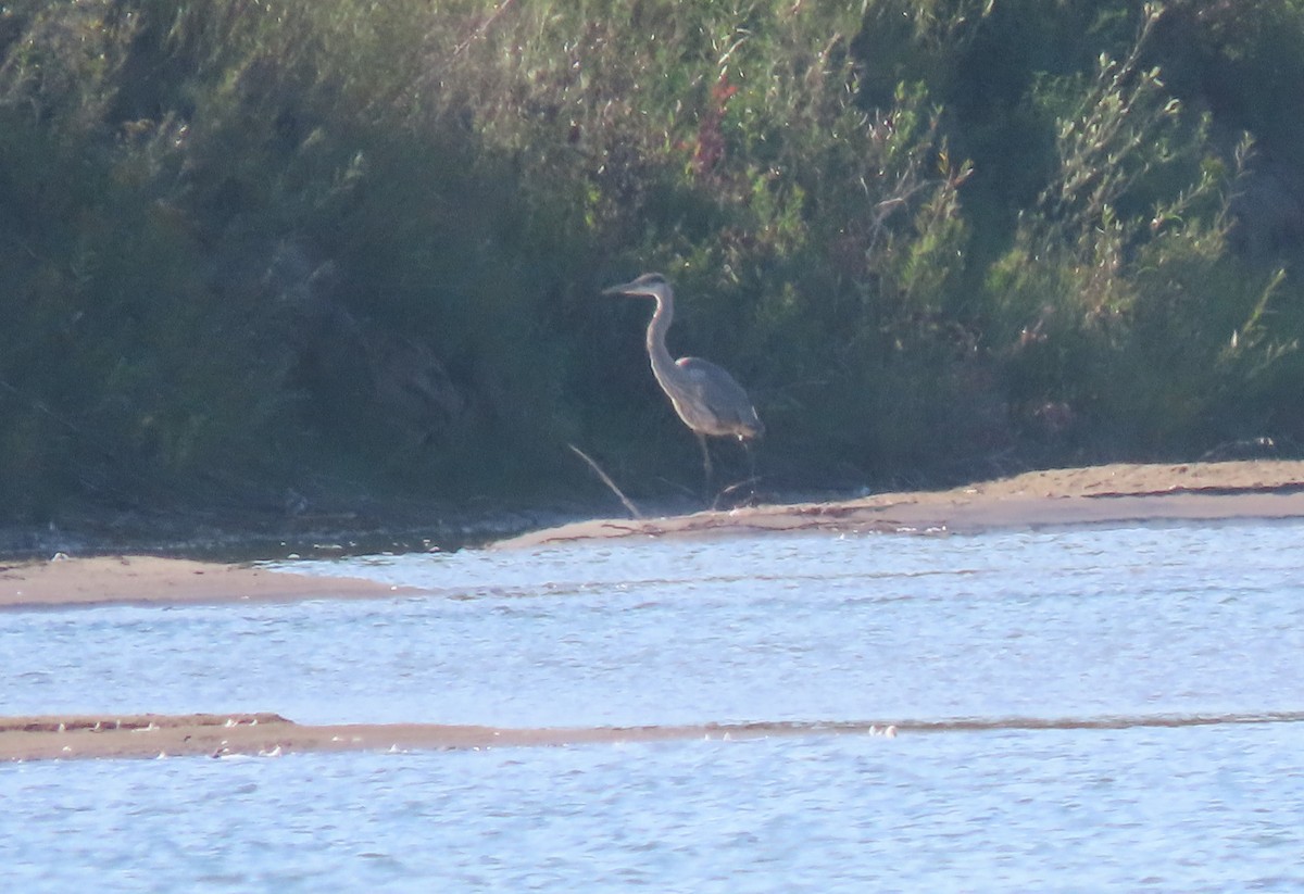 Great Blue Heron - ML608563745