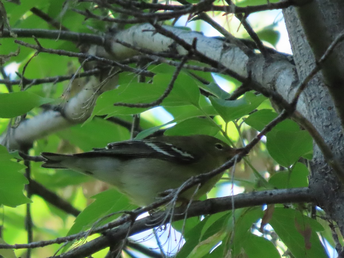 Blackpoll Warbler - ML608563799