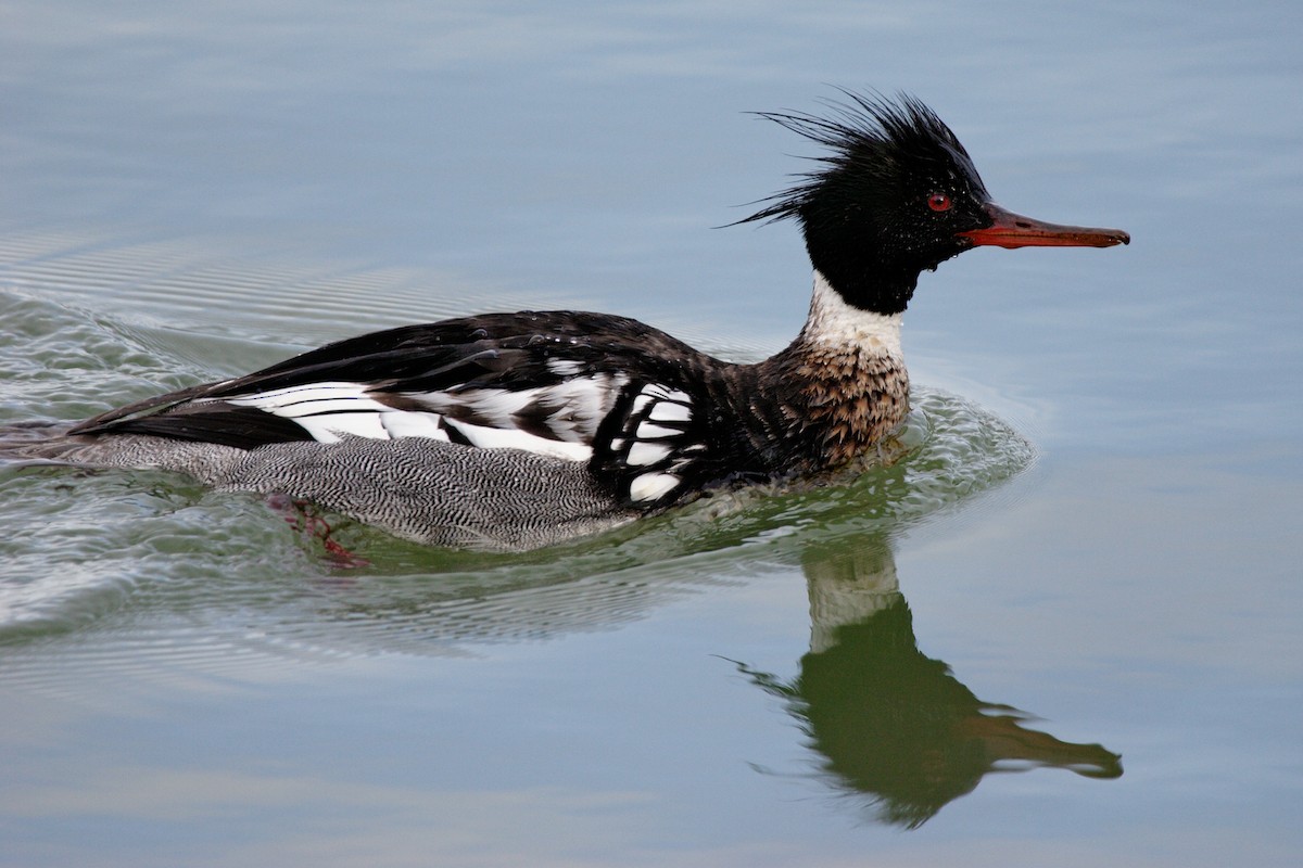 Red-breasted Merganser - ML608563810