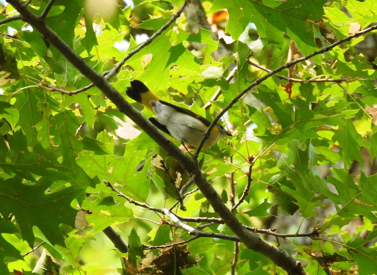 American Redstart - ML608563811