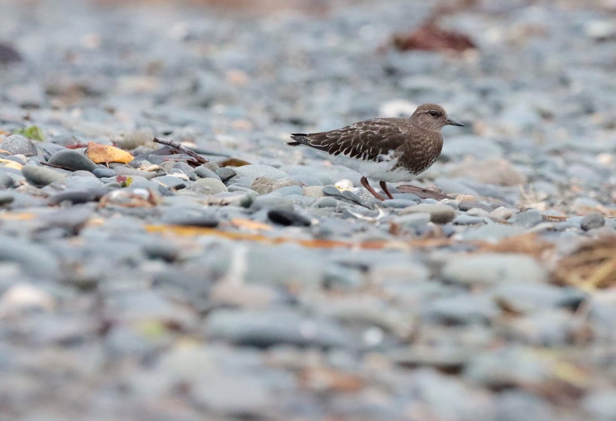 Black Turnstone - Brandy Johnson