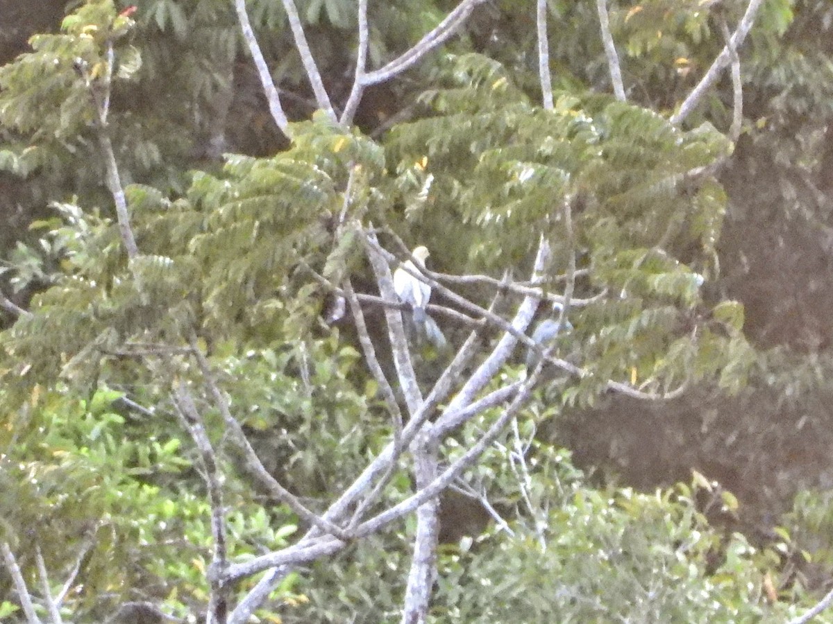 Silver-tipped Imperial-Pigeon - ML608563896