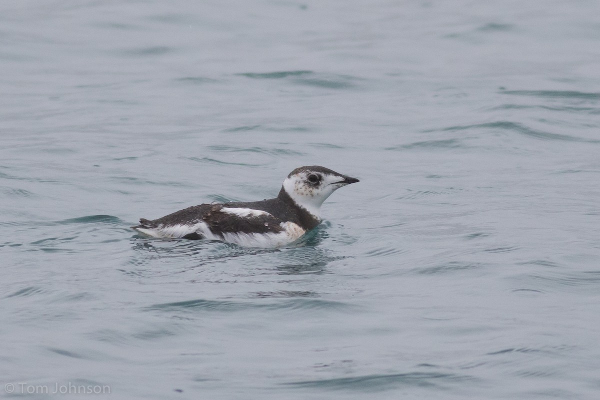 Kittlitz's Murrelet - Tom Johnson